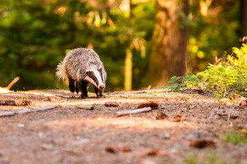 Naklejka premium Badger in forest, animal in nature habitat, Germany, Europe.