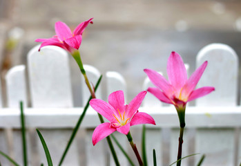 Pink rain lily with white fence in the garden.