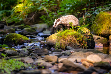 Badger in forest, animal in nature habitat, Germany, Europe.