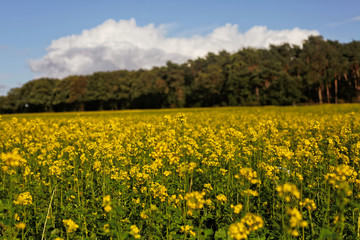 leutend gelbes Rapsfeld im Sp&auml;tsommer