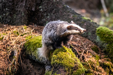 Badger in forest, animal in nature habitat, Germany, Europe.