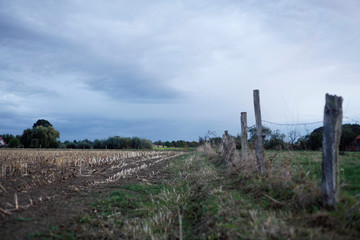 abgeerntetes Maisfeld im  Spätsommer mit wolkigem Himmel