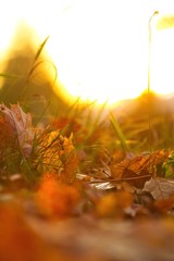 Bunte Blätter im Herbst bei Sonnenuntergang am Abend im Gegenlicht, goldenes Laub