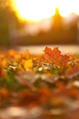 Bunte Blätter im Herbst bei Sonnenuntergang am Abend im Gegenlicht, goldenes Laub
