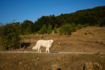 Obraz premium a passeggio in montagna