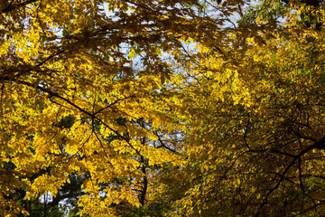 autumn leaves on tree