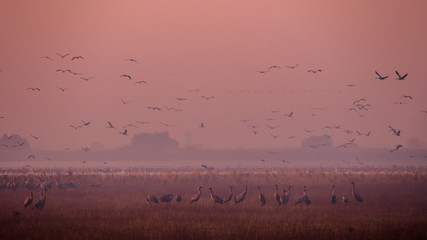 Beautiful photography of a huge flock of birds. Common Cranes (rus grus).