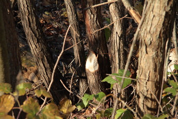Beaver eaten tree
