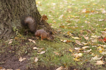 St. Petersburg Russia-10/12/2019: squirrel in the autumn park of Peterhof