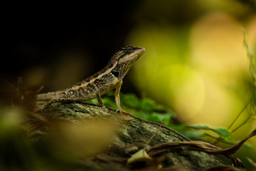 Emma Gray's forest lizard, Colotes emma, natural environment, wildlife, close up, reptile, Thailand, Asia 