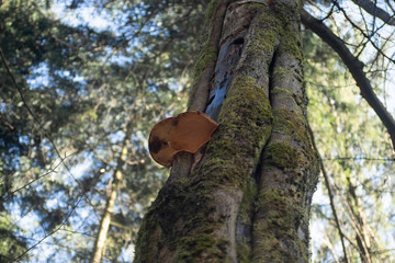 Beech and fungus on a tree in woodland