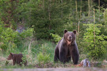 Bear cubs with mother she-bear in the summer forest. Bear family of Brown Bear (Ursus arctos).