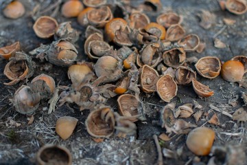 Cracked hazelnut shells on the wood