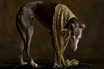 Black dog of greyhound breed standing on a bench