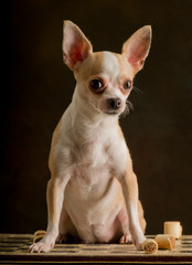 Portrait of small dog of breed Chihuahua sitting on top of a table