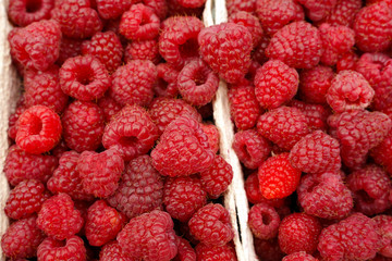 ripe raspberries in baskets just harvested from the field