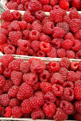 ripe raspberries in baskets just harvested from the field