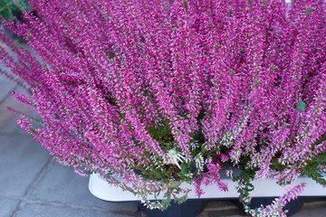 Fototapeta premium vase with pink heather plant