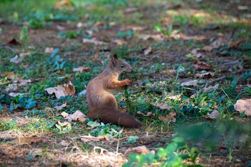 Eichhörnchen am Boden 