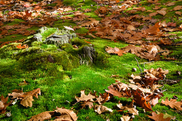 Obraz premium Autumn leaves on the moss