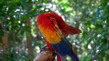 Beautiful parrot in the most beautiful moments