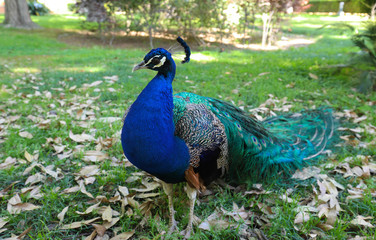 Beautiful peacock spreading its tail on the grass background.