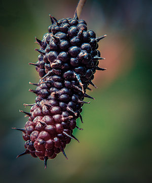 blackberry 