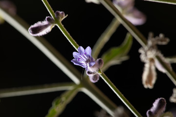 Russian Sage branches and bloom with buds