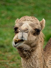Obraz premium Dromedary making faces