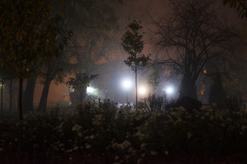 Fog in the park