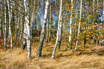 Birch forest in autumn on a sunny day