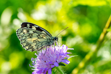 Insekten