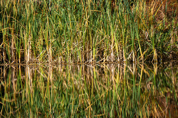 Schilf im Wasser mit Reflektionen