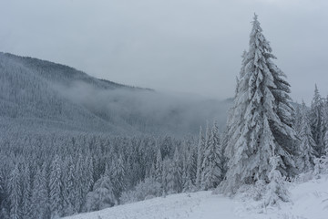 Magic winter fogs in Ukrainian Carpathians overlooking the snow-capped mountain peaks from the picturesque mountain valley with tourists in tents.