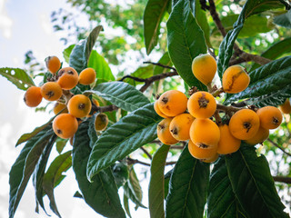 Nisperos fruits hanging from the branches of a tree surrounded by green leaves and more trees with Nisperos in the background