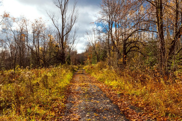 road in autumn forest