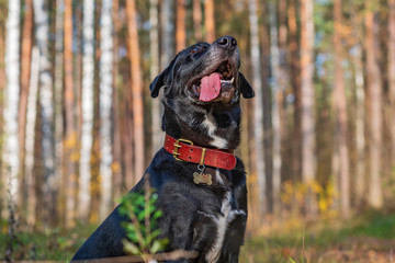 Portrait of a Labrador in the autumn forest. Photographed close-up.