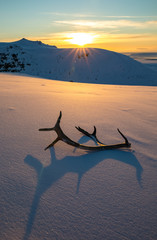 Golden sunset with reindeer antlers lying in the snow