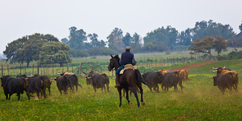 Fighting bulls, Dehesa, Mediterranean forest, Sevilla province, Andalucia, Spain