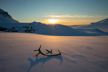 Golden sunset with reindeer antlers lying in the snow © Lillian