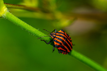 Insekten