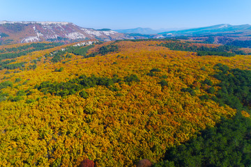 Autumn forest aerial drone view. Green, orange and red colors.