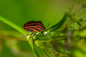 Fototapeta na wymiar Insekten