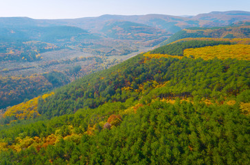 Autumn forest aerial drone view. Green, orange and red colors.