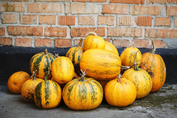 Pile of orange pumpkins on brick wall background.