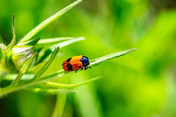 Insekten