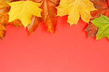 Colorful autumn maple leaves on red background. Autumn mock-up with copy space for your design. Flat layout, top view.