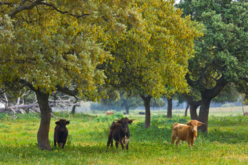 Fighting bulls, Dehesa, Mediterranean forest, Sevilla province, Andalucia, Spain