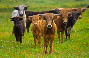 Fighting bulls, Dehesa, Mediterranean forest, Sevilla province, Andalucia, Spain