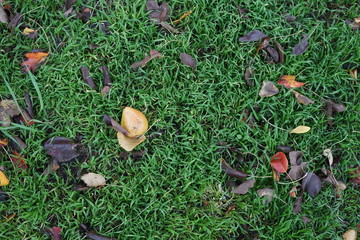 Birne im Gras mit Herbstlaub